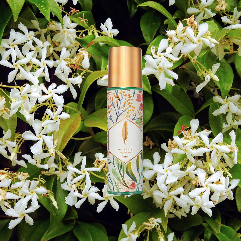 Luna mist white flowers jasmine green leaves background golden cap